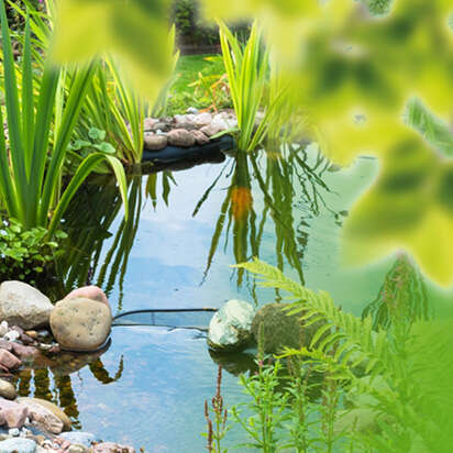 Ruhiger Gartenteich mit Steinen und üppiger Vegetation spiegelt die umgebende Natur wider.